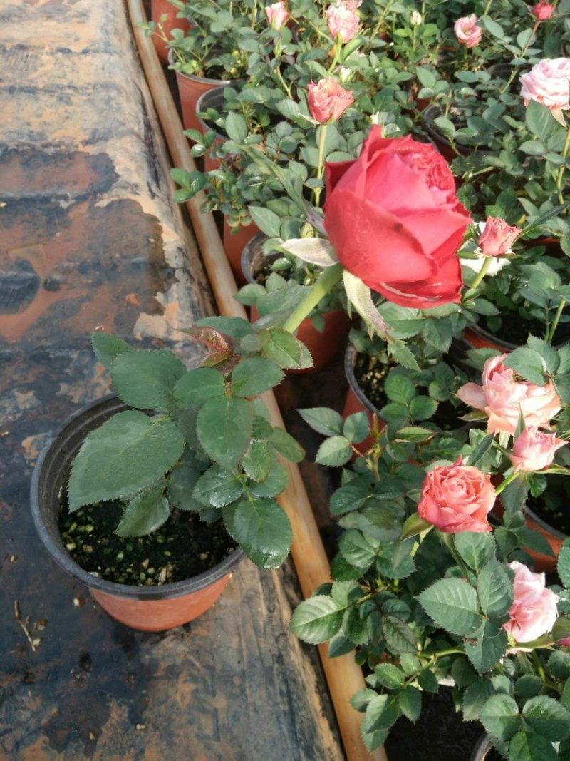 玫瑰花苗