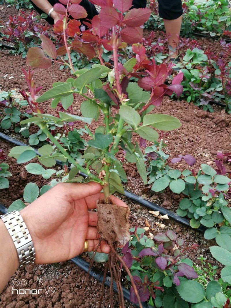 玫瑰花苗