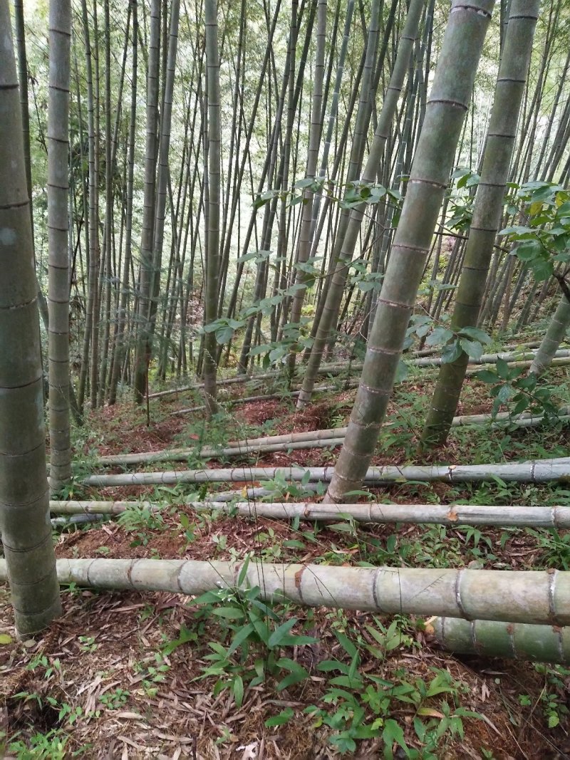 纯手工编制竹筛子大号簸箕111厘米