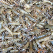 龙虾苗