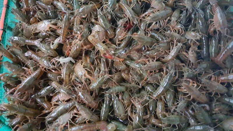 龙虾苗