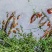 龙虾苗