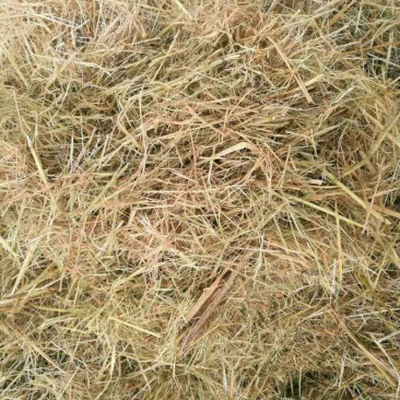稻草大包稻草3到80公分稻草防沙治土稻草