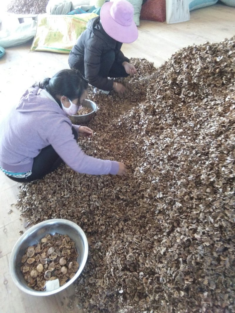 核桃分心木