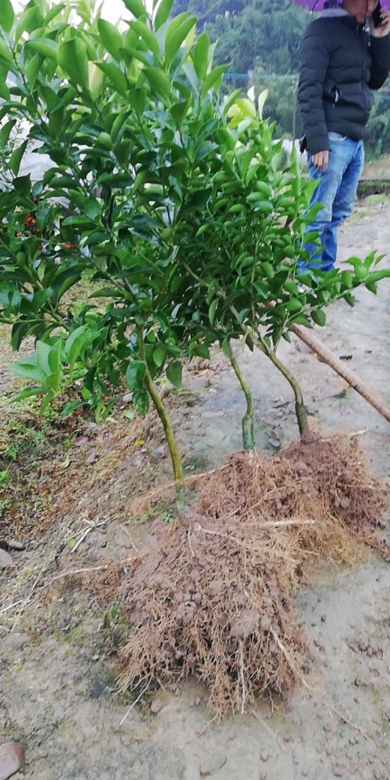 沙糖桔苗精品二年移栽大苗次年挂果（免费枝术支持）