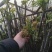 现采现卖香椿芽菜腌制凉拌干炸香椿树芽佳营养丰富口味