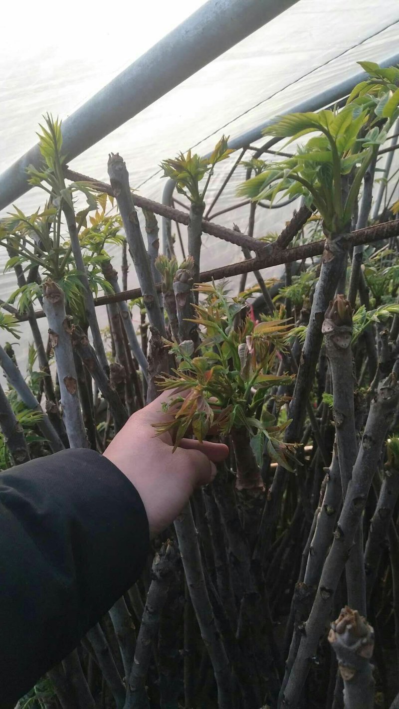 现采现卖香椿芽菜腌制凉拌干炸香椿树芽佳营养丰富口味