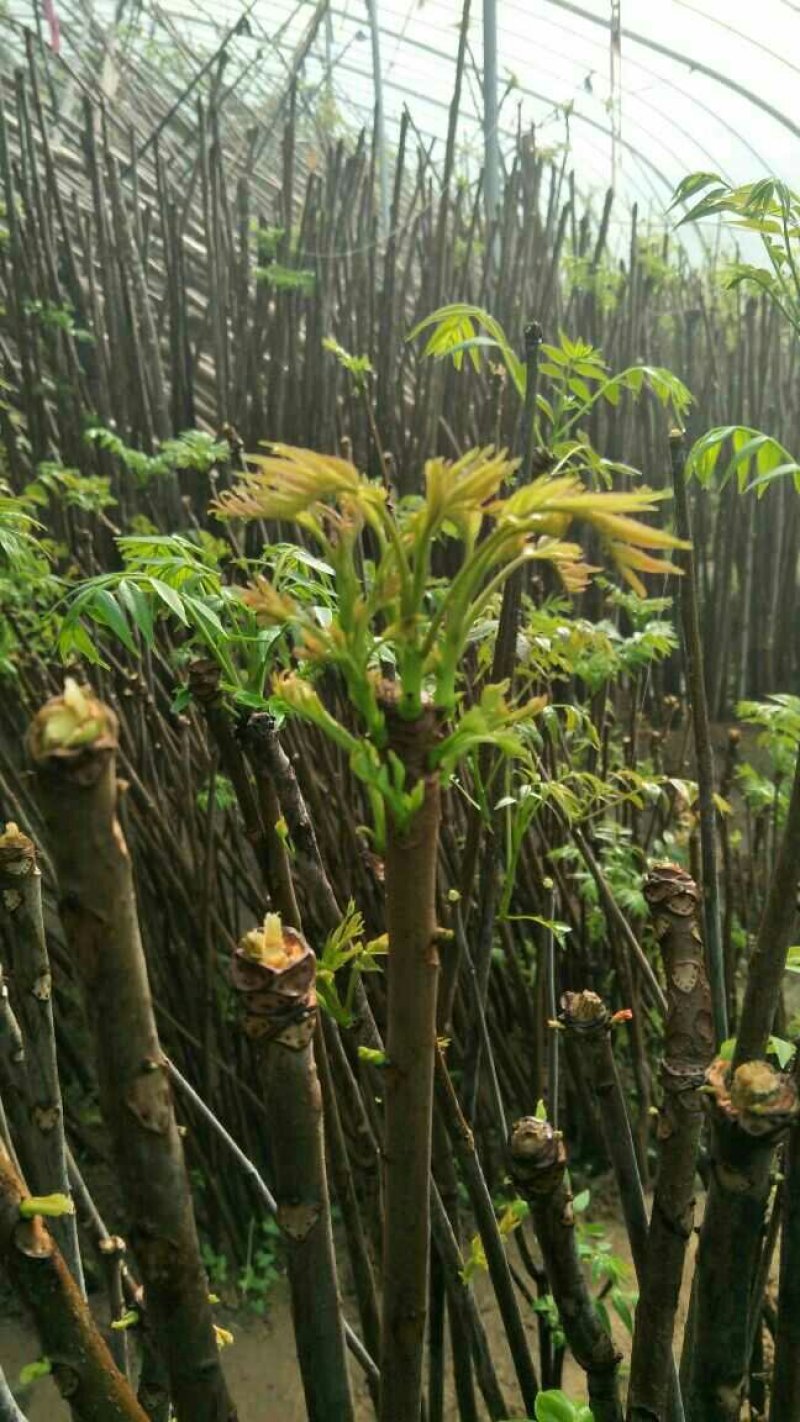 现采现卖香椿芽菜腌制凉拌干炸香椿树芽佳营养丰富口味