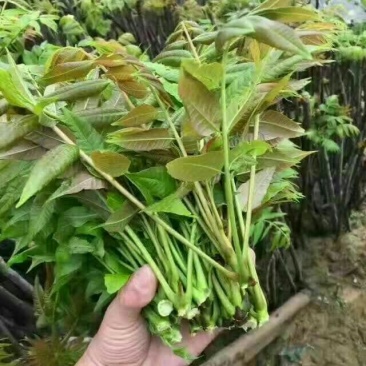 现采现卖香椿芽菜腌制凉拌干炸香椿树芽佳营养丰富口味