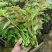 现采现卖香椿芽菜腌制凉拌干炸香椿树芽佳营养丰富口味