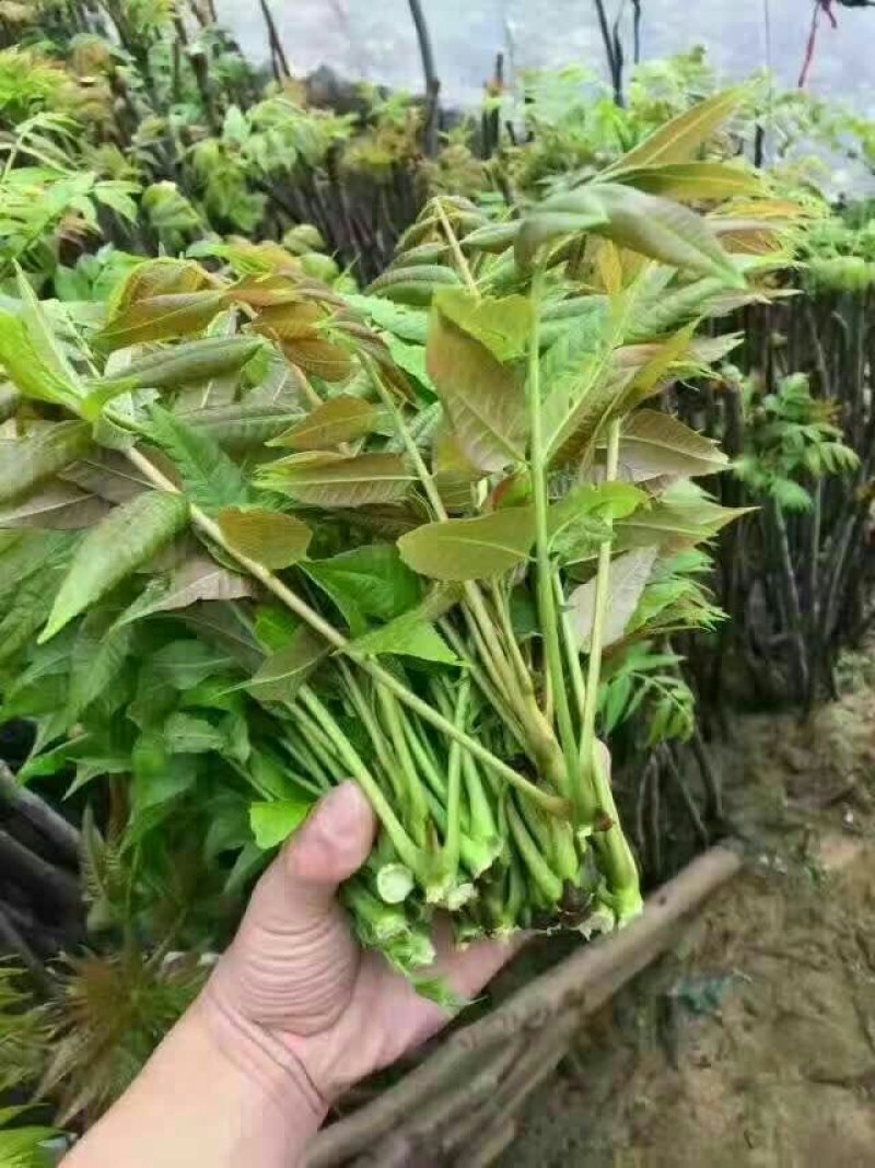 现采现卖香椿芽菜腌制凉拌干炸香椿树芽佳营养丰富口味