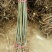 现采现卖香椿芽菜腌制凉拌干炸香椿树芽佳营养丰富口味