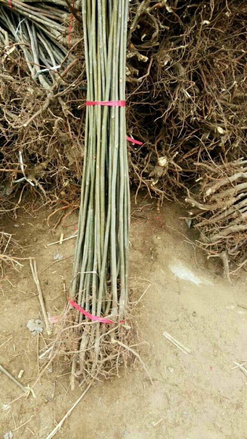 现采现卖香椿芽菜腌制凉拌干炸香椿树芽佳营养丰富口味