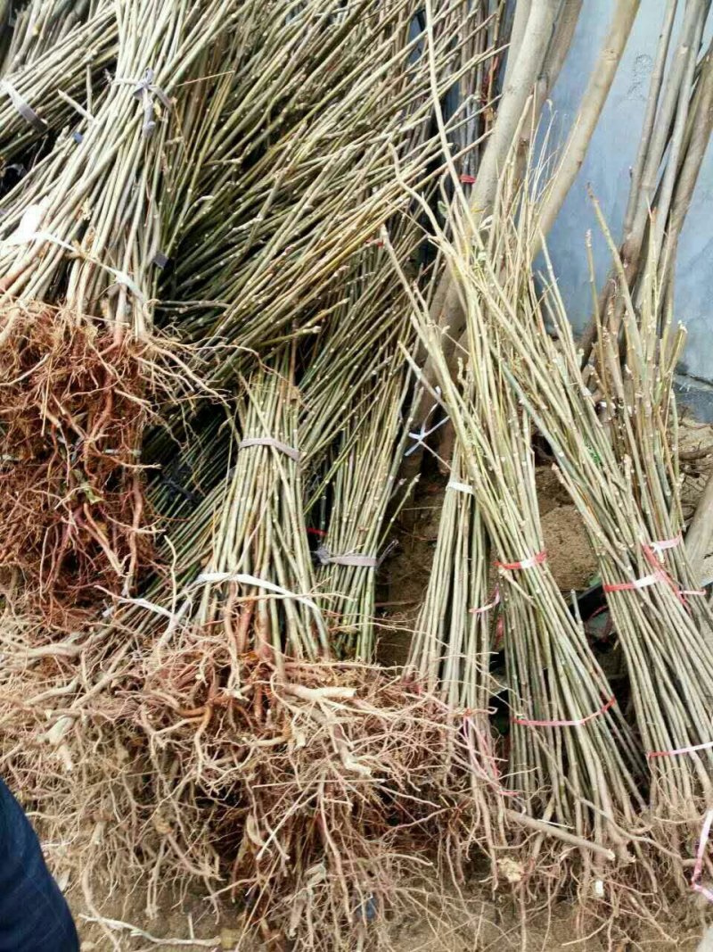 现采现卖香椿芽菜腌制凉拌干炸香椿树芽佳营养丰富口味