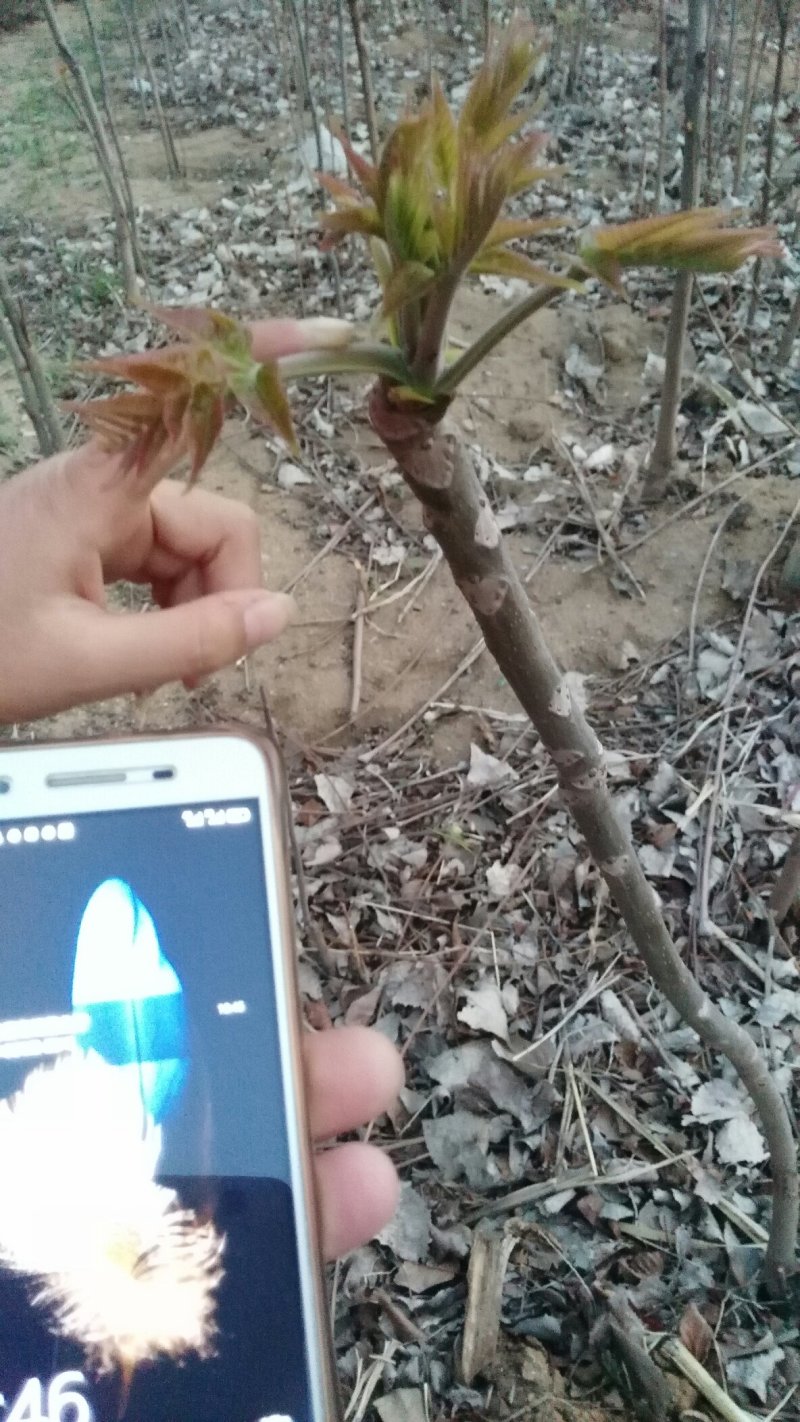 现采现卖香椿芽菜腌制凉拌干炸香椿树芽佳营养丰富口味