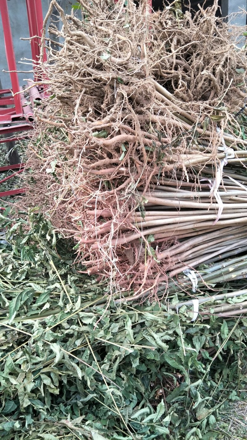 现采现卖香椿芽菜腌制凉拌干炸香椿树芽佳营养丰富口味