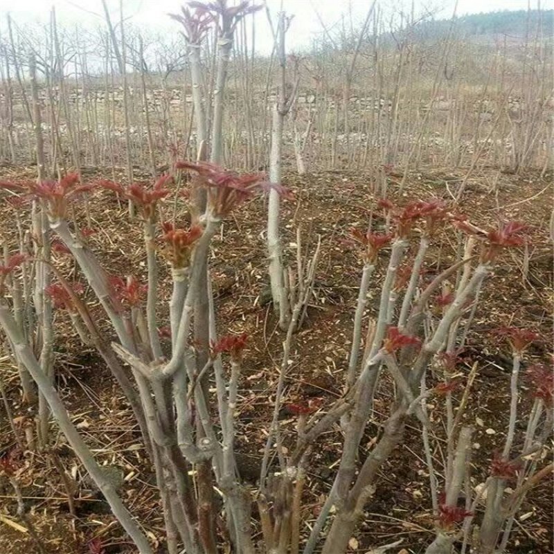 现采现卖香椿芽菜腌制凉拌干炸香椿树芽佳营养丰富口味