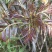 现采现卖香椿芽菜腌制凉拌干炸香椿树芽佳营养丰富口味