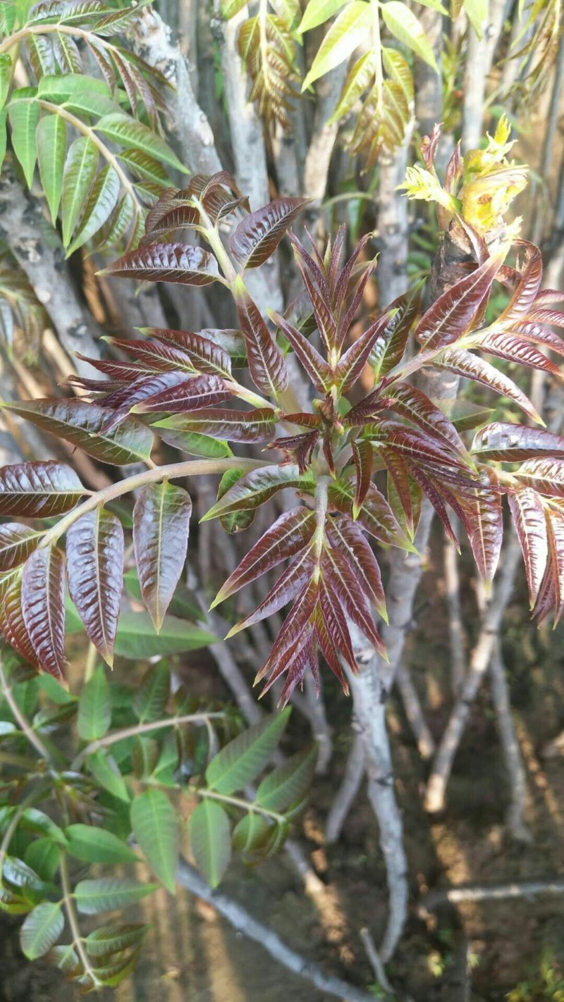 现采现卖香椿芽菜腌制凉拌干炸香椿树芽佳营养丰富口味