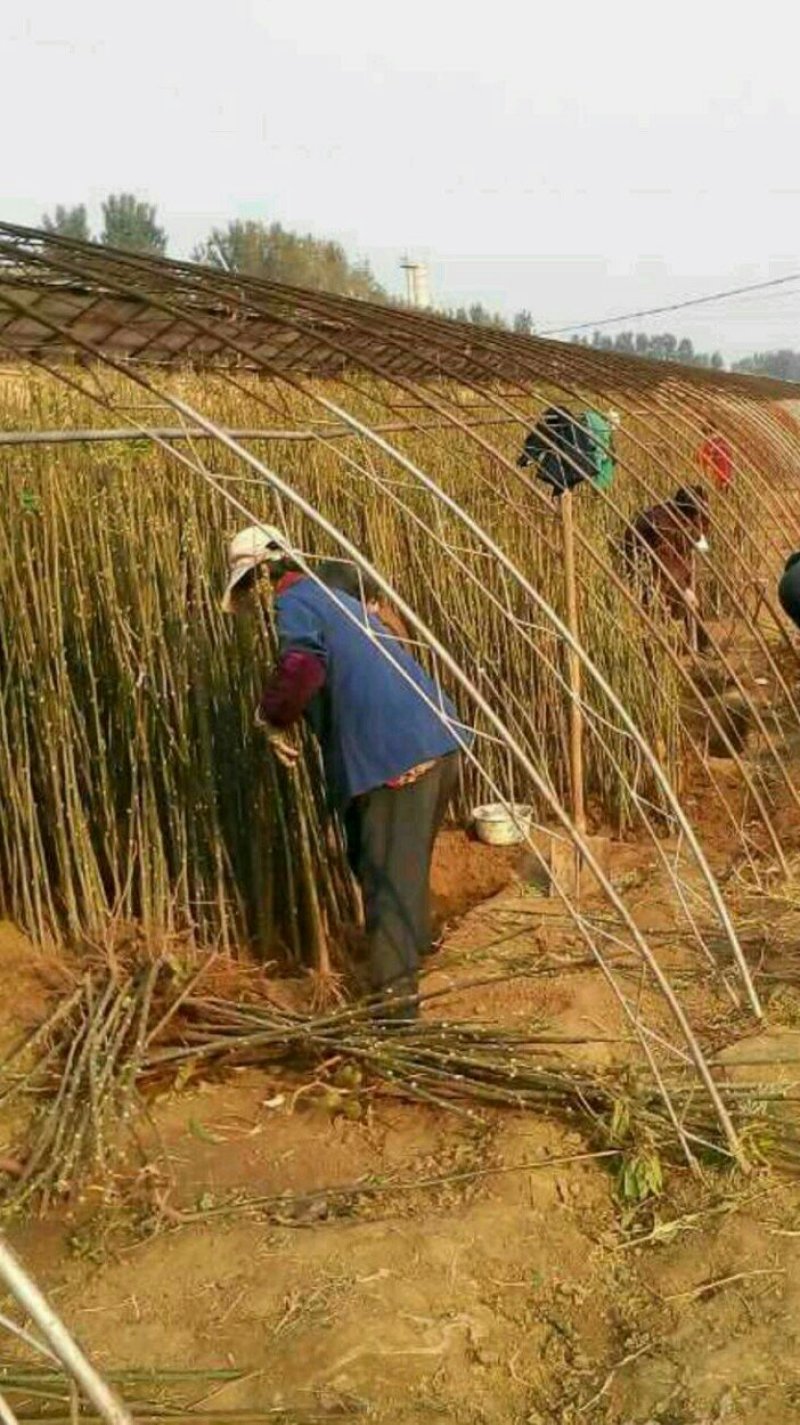现采现卖香椿芽菜腌制凉拌干炸香椿树芽佳营养丰富口味