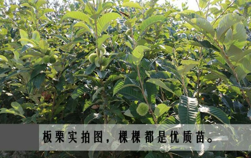 大红袍板栗苗成活有保障，种植无忧欢迎合作