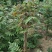 现采现卖香椿芽菜腌制凉拌干炸香椿树芽佳营养丰富口味