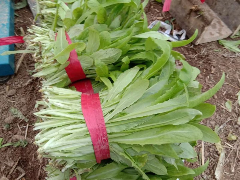 油麦菜