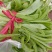 油麦菜