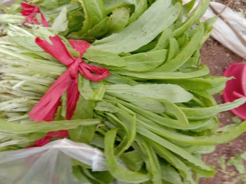 油麦菜