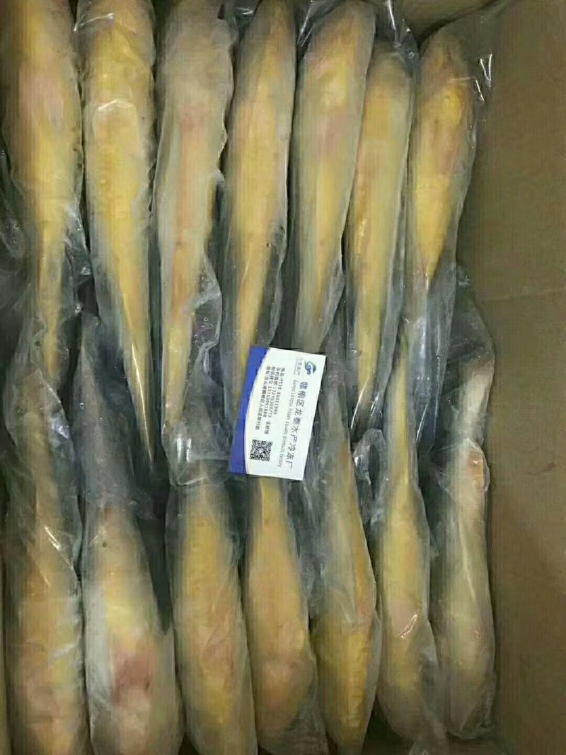 带鱼大小规格都有