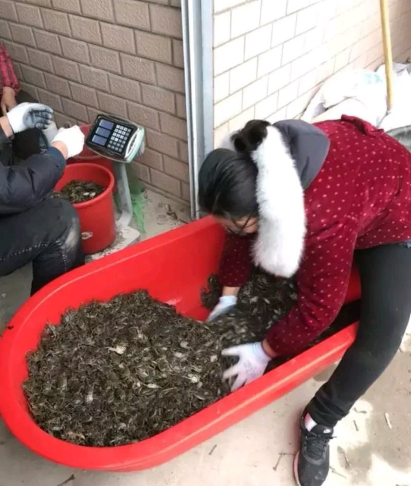 蟹苗