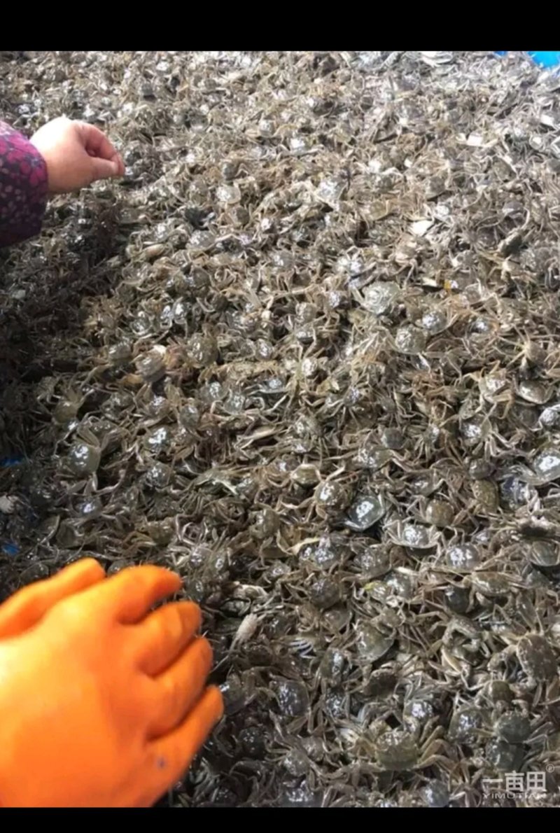 蟹苗