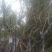映山红。