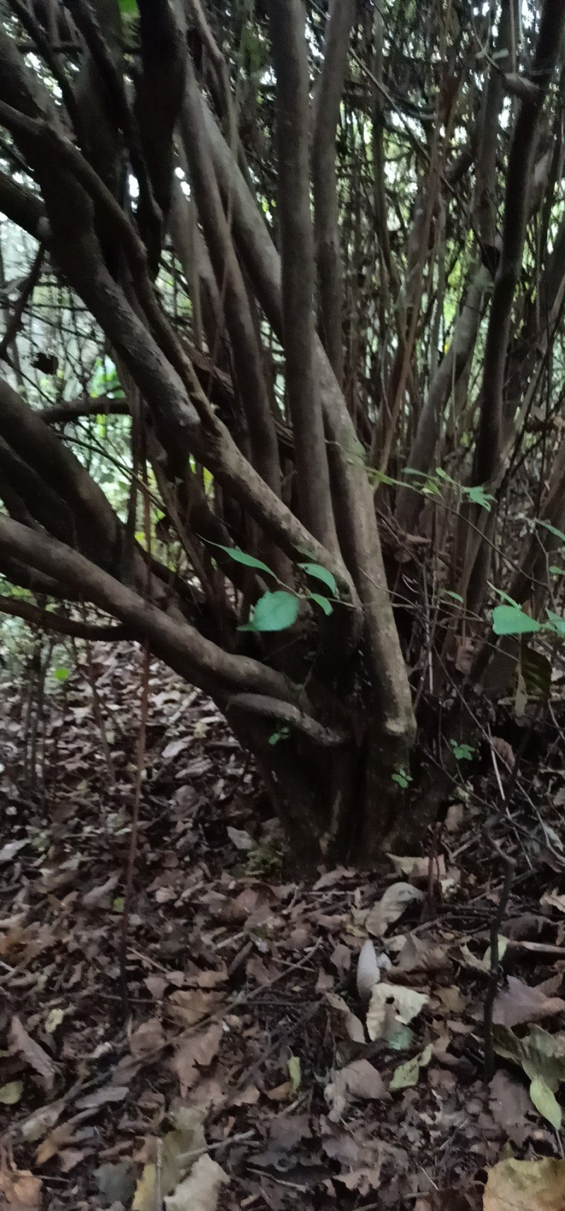 映山红。