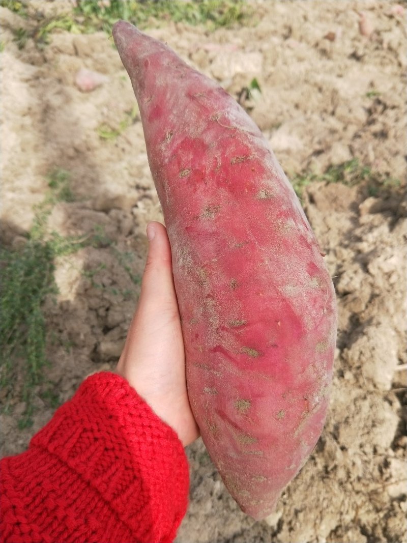 广东沙地西瓜红，商品薯，红皮红心，粉糯香甜