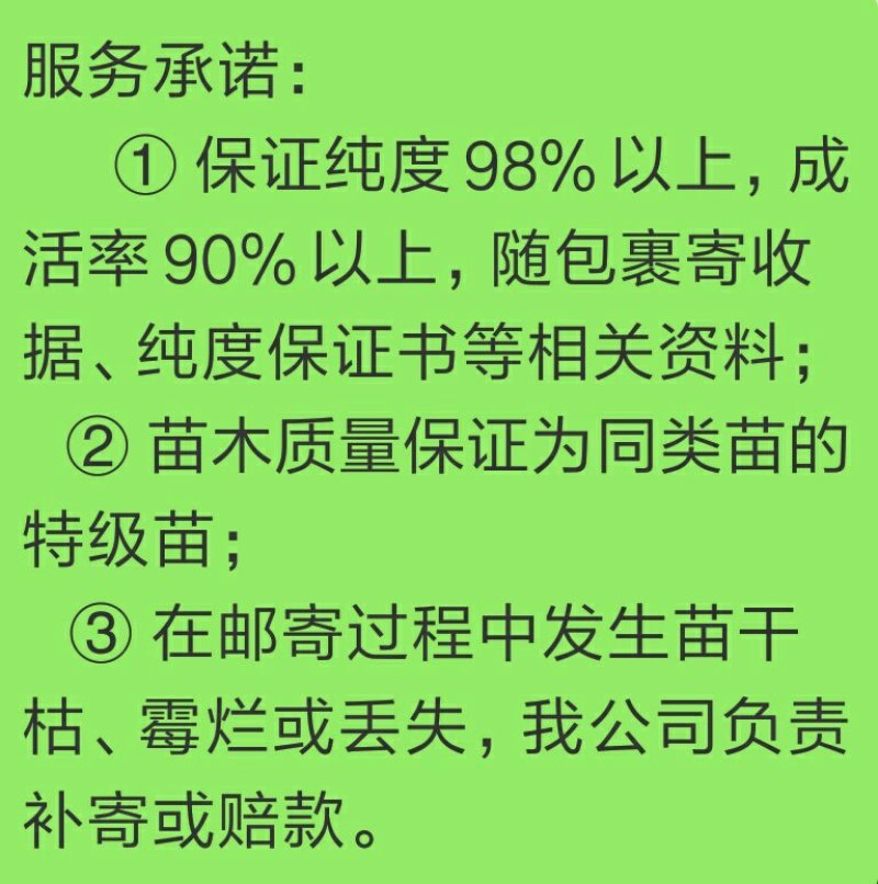 春见柑橘苗【耙耙柑】/树人农林/纯度和品质保证。