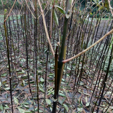中花吴茱萸苗