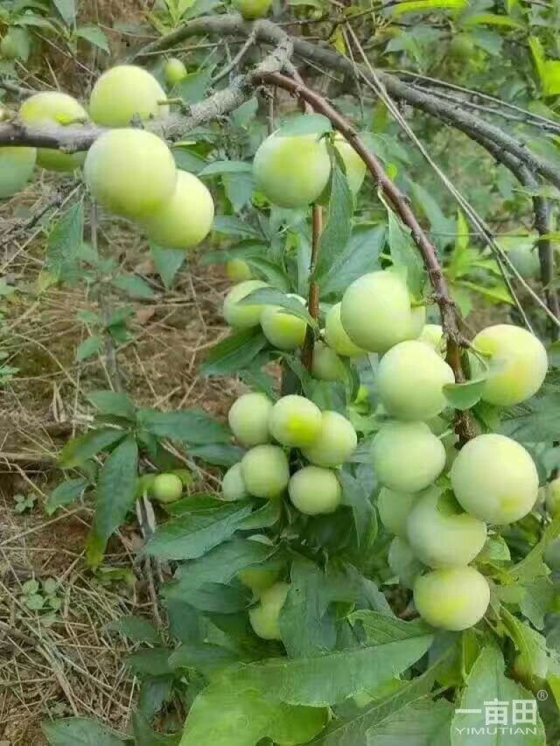 三华李树苗，带叶子发货，广西发货，基地发货品质保证。