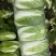 黄心白菜净菜4~6斤