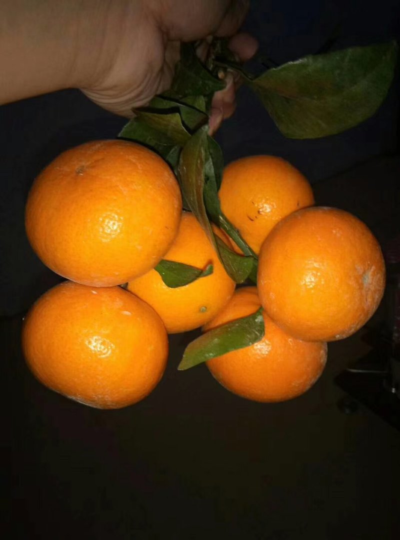 广西灵山沃柑可视频看货支持线上交易产地直销