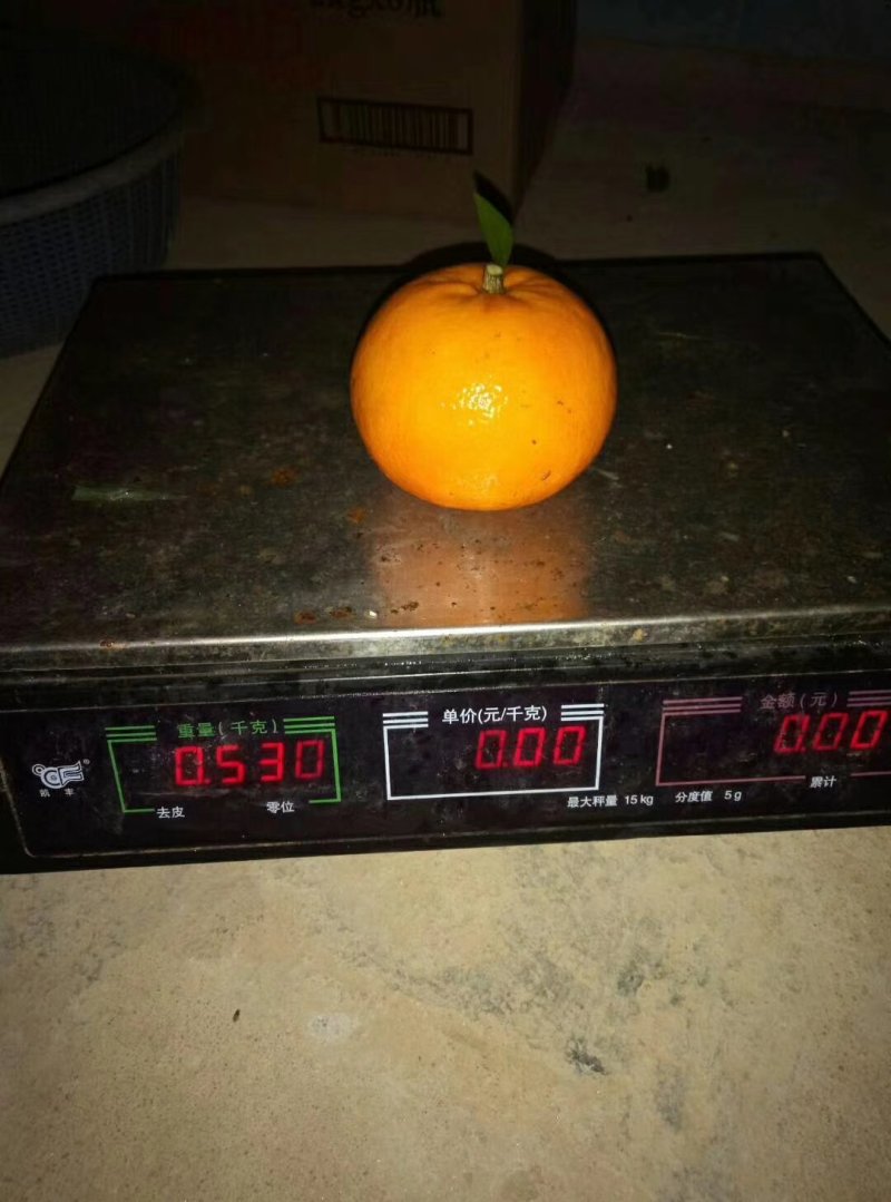 广西灵山沃柑可视频看货支持线上交易产地直销