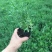 薰衣草