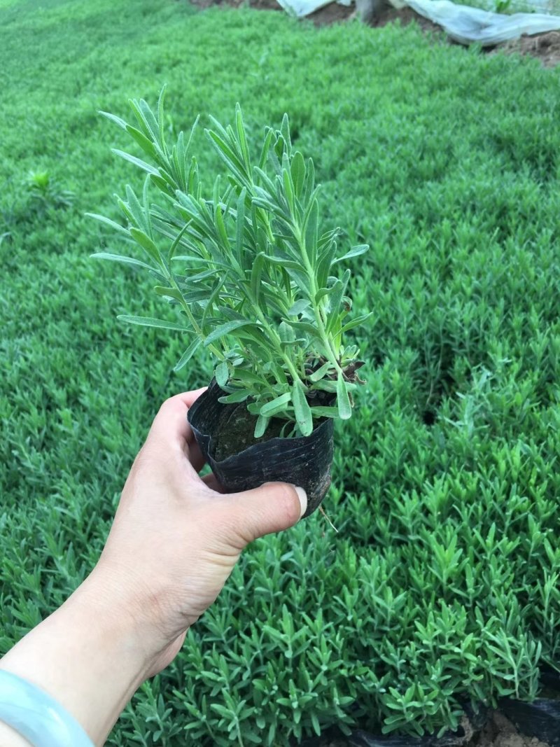 薰衣草