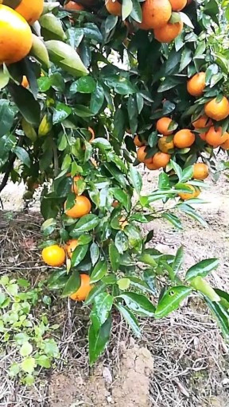 广西灵山沃柑可视频看货支持线上交易产地直销
