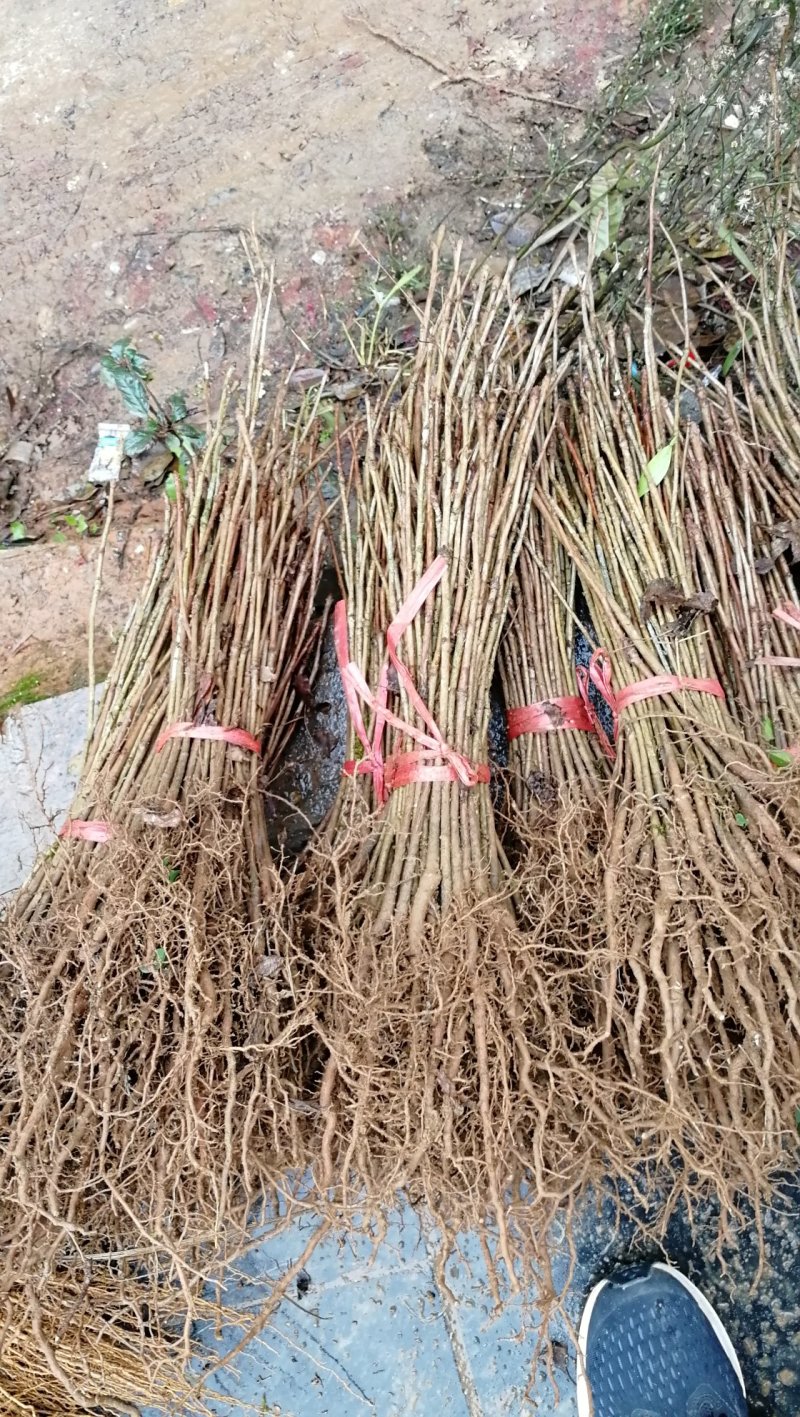 大量供应银杏实生苗白果小苗银杏芽苗优质银杏小苗