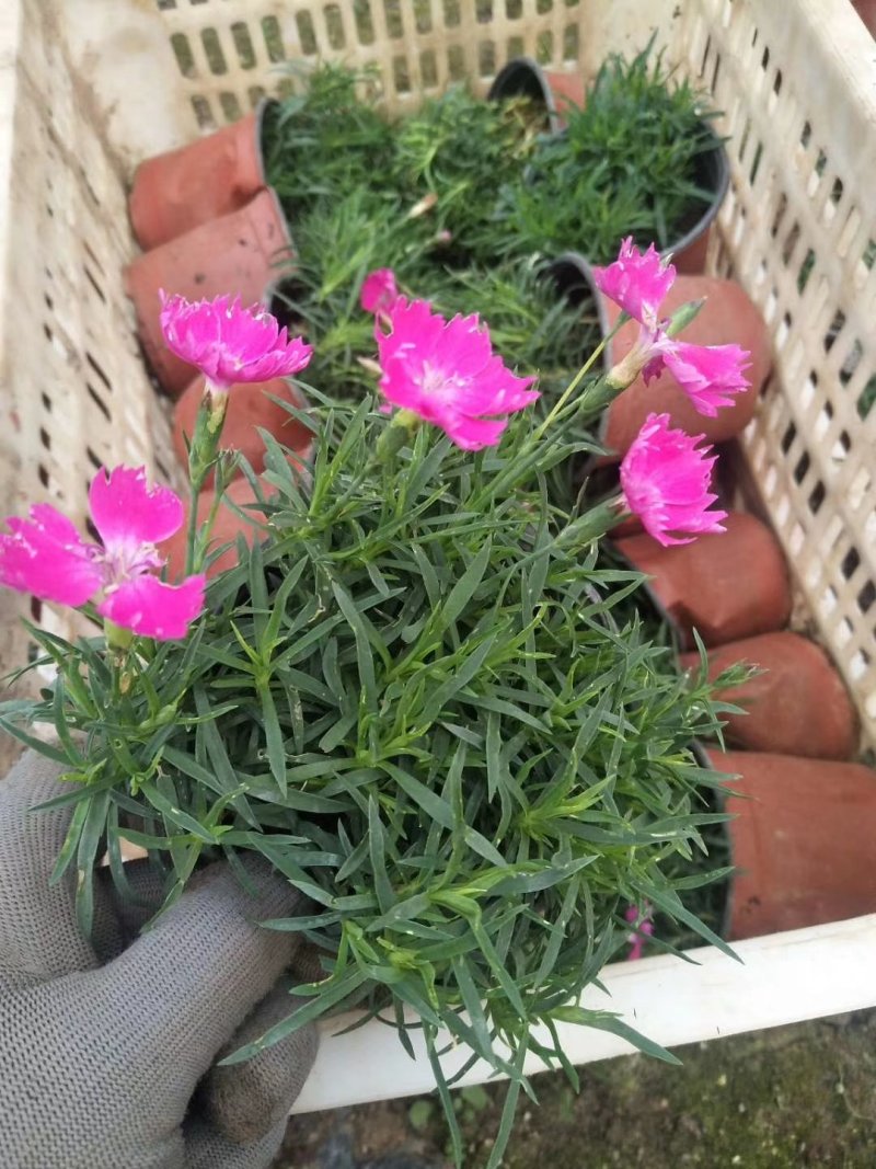 欧石竹