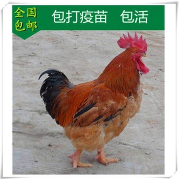青脚麻鸡苗黄脚麻鸡苗清远麻鸡鸡活体苗包邮包质量