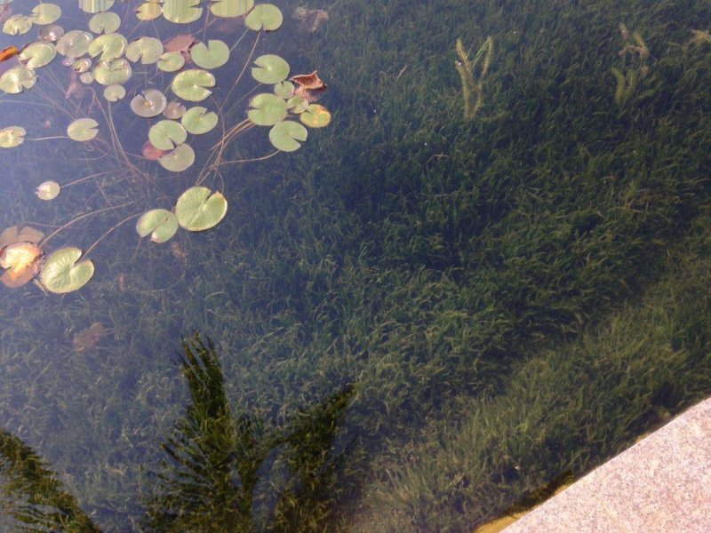 沉水植物，狐尾藻，黑藻，金鱼藻，枯草，菹藻，眼子菜等