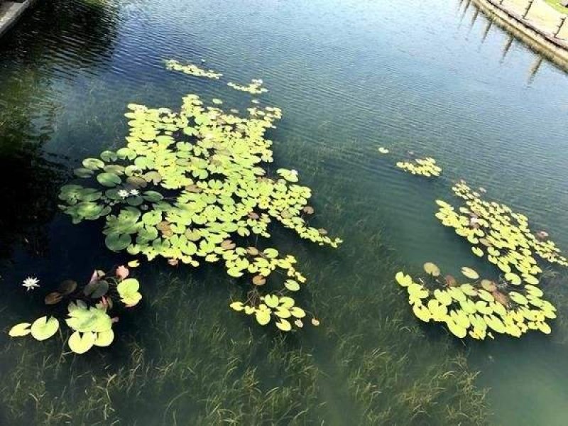 沉水植物，狐尾藻，黑藻，金鱼藻，枯草，菹藻，眼子菜等