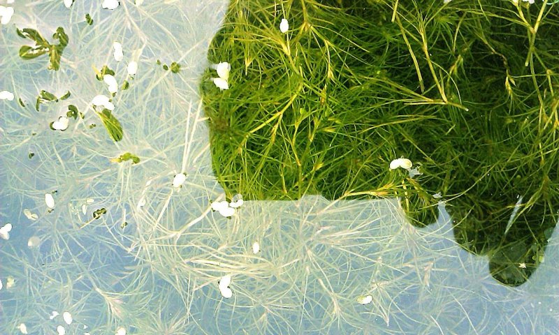 沉水植物，狐尾藻，黑藻，金鱼藻，枯草，菹藻，眼子菜等